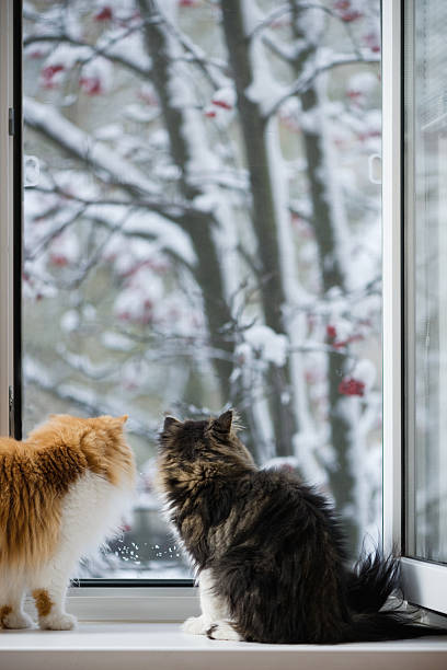 istock Persian cats look out of the window 618353094