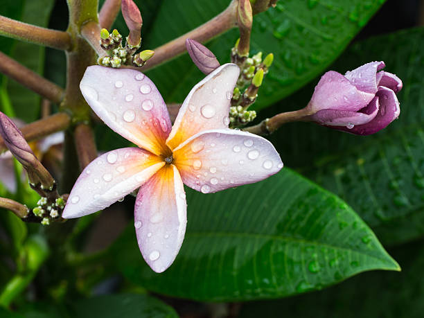istock Purple White Yellow Plumelia Flowe 618353636
