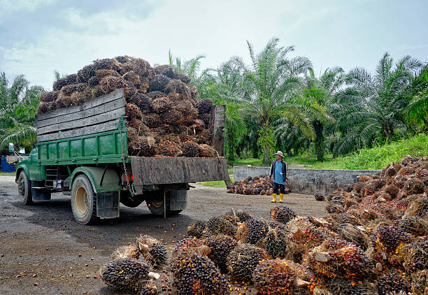 istock Oil palm plantation worker watching truck unload. 618353926