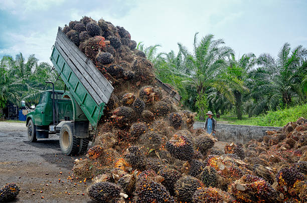 istock Oil palm plantation truck unloading freshly harvested fruit. 618354490