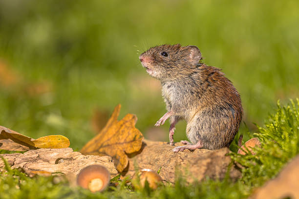 istock Bank vole in natural autumn habitat 618354664
