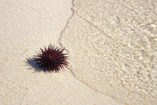 Sea Urchin on Rock Near Ocean Background