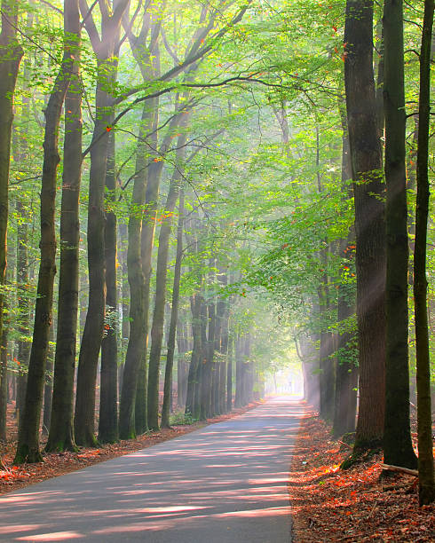 imagem super exposta de lane - vertical bright brightly lit vibrant color imagens e fotografias de stock