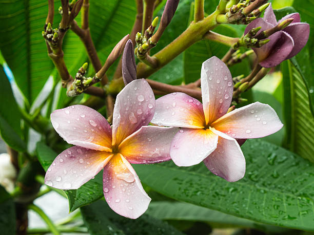 istock Purple Yellow Plumelia Flowers Blooming 618355908