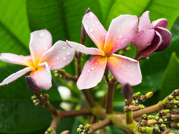 istock Purple Yellow Plumelia Flowers Blooming 618355998