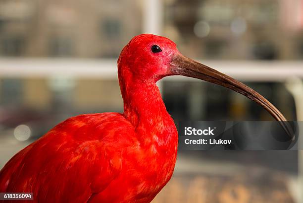 Foto de Eudocimus Ruber Espantalho e mais fotos de stock de Íbis-escarlate - Íbis-escarlate, Arte, Cultura e Espetáculo, Bico