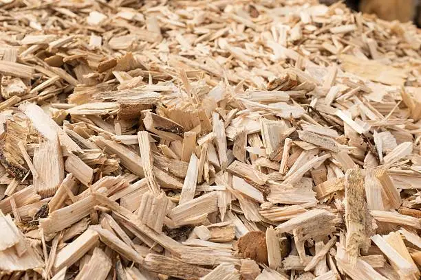 Freshly produced woodchips which can be used as fuel or as mulch