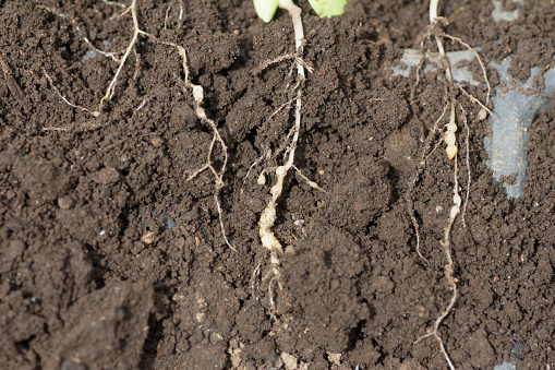 Young roots invadeded by Plasmodiophora on farm