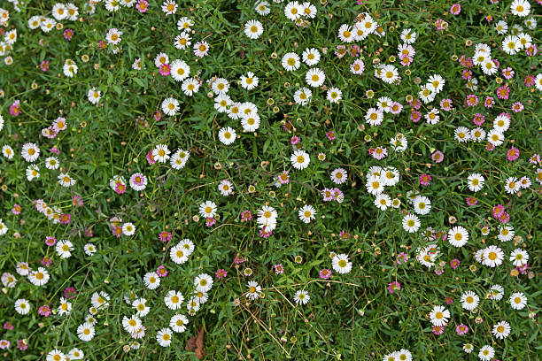 istock Santa Barbara daisy, Spanish daisy flowers in white, pink 618357590