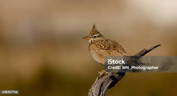 Crested Lark Stock Photo - Download Image Now - Bird, Crested Lark, Desert Area