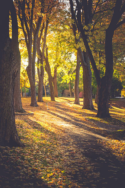 istock Beautiful Fall Season, Beautiful Autumn, Beautiful trees in Autu 618358212
