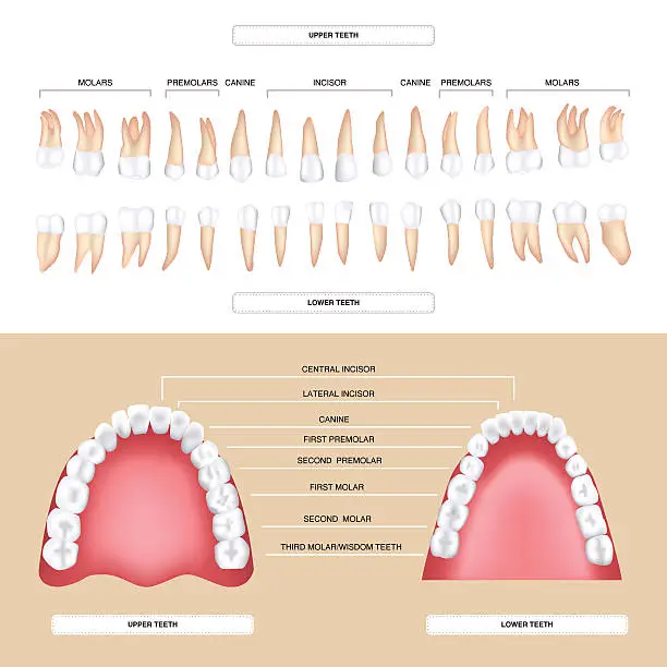 Vector illustration of human dental anatomy permanent tooth
