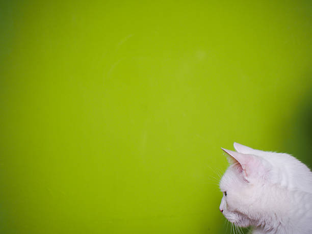 istock Portrait of white cat 618359284
