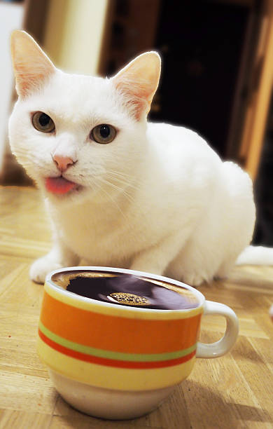 istock Portrait of white cat and coffee cup 618360438