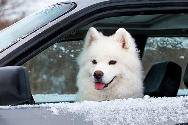 istock white dog Samoyed sitting in the car. 618360486