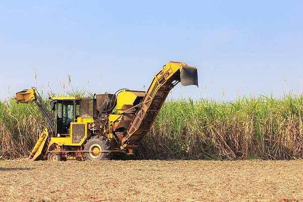 harvester machine à la canne à sucre - cut sugar cane photos et images de collection