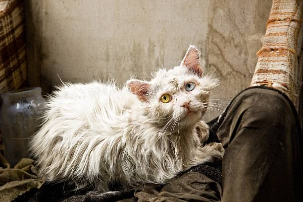 Cat with blue and yellow eyes Scarred and neglected stray feral male cat with blue and yellow eyes stray cat stock pictures, royalty-free photos & images