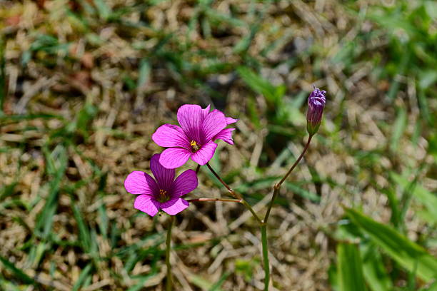 istock Beautiful Oxalis debilis flower – Azedinha (Pink Wood Sorrel flower) 618362018