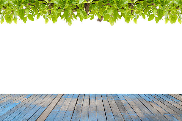 istock Wood floor with Beautiful Green leaves frame on white background 618362114