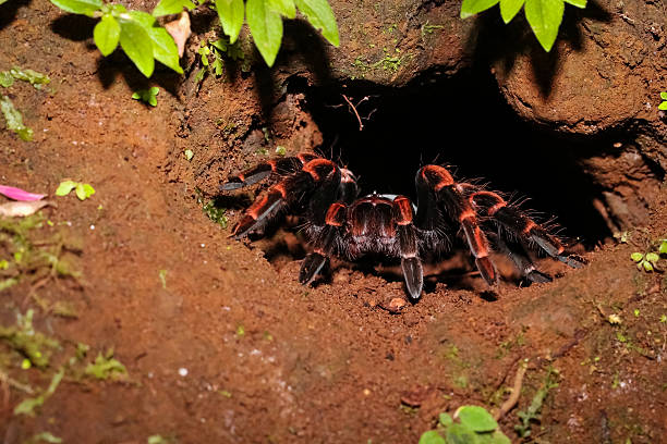 Red-kneed tarantula in front of her cave in the jungle