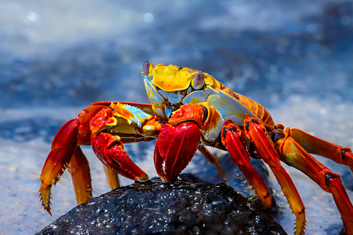 A very colorful rock crab sits on a lava stone on the Galapagos Islands ecuador with the sea in the background