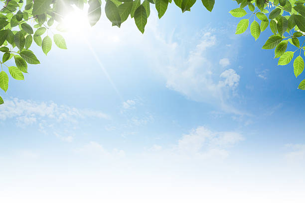 istock Fresh spring green leaves isolated 618418850
