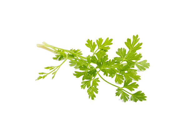 istock Bunch of fresh coriander leaves over white background. 618419220