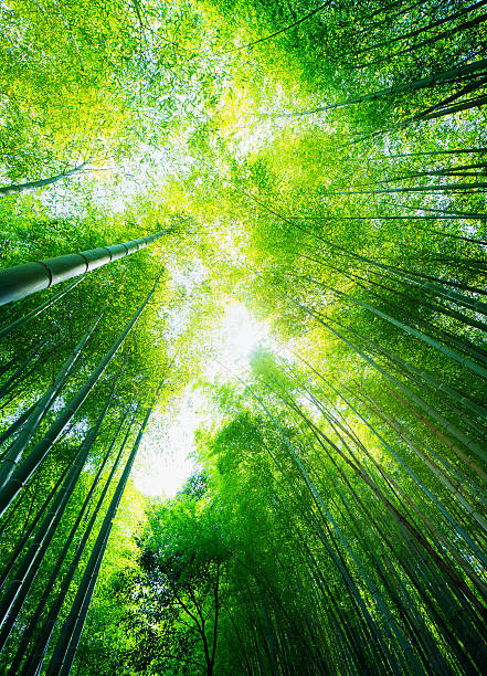 istock Kyoto Japan Bamboo forest treetops low angle view vertical panorama 618419330