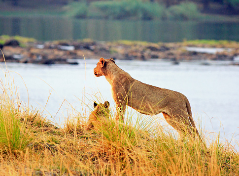 Lioness standing looking while another rests on the banks of the Zambezi River in Zimbabwe