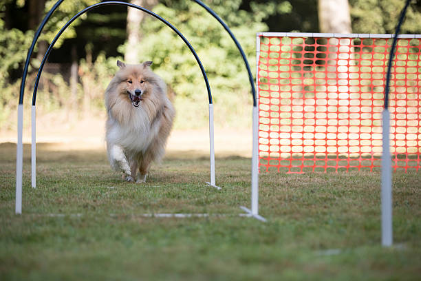 Funny Golden Retriever jumping over hurdle on dog agility training