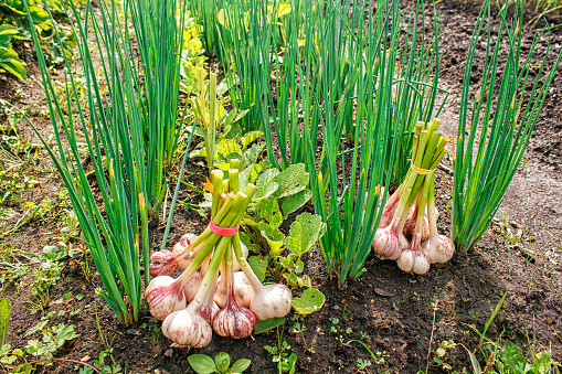 two bundles of garlic lying on the ground on summer day