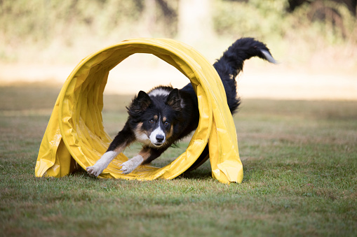 Perro, Border Collie, corriendo a través del túnel de agilidad photo