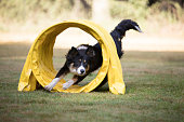 Dog, Border Collie, running through agility tunnel