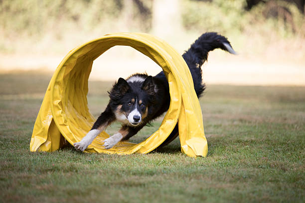 Dog, Border Collie, running through agility tunnel Border Collie running through agility tunnel dog agility photos stock pictures, royalty-free photos & images