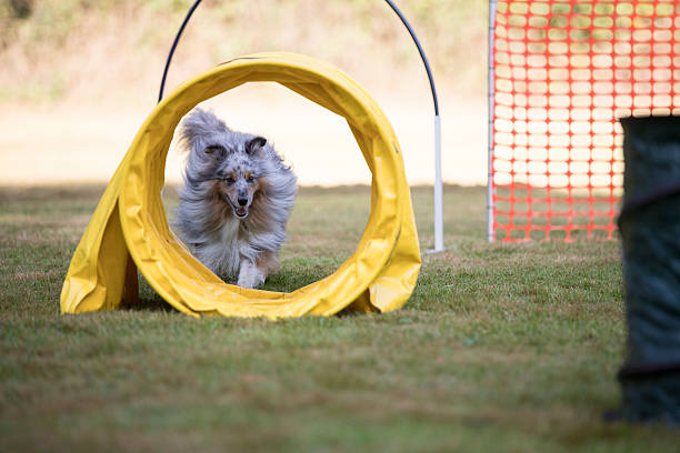 istock Dog, Shetland Sheepdog, with agility tunnel 618422042