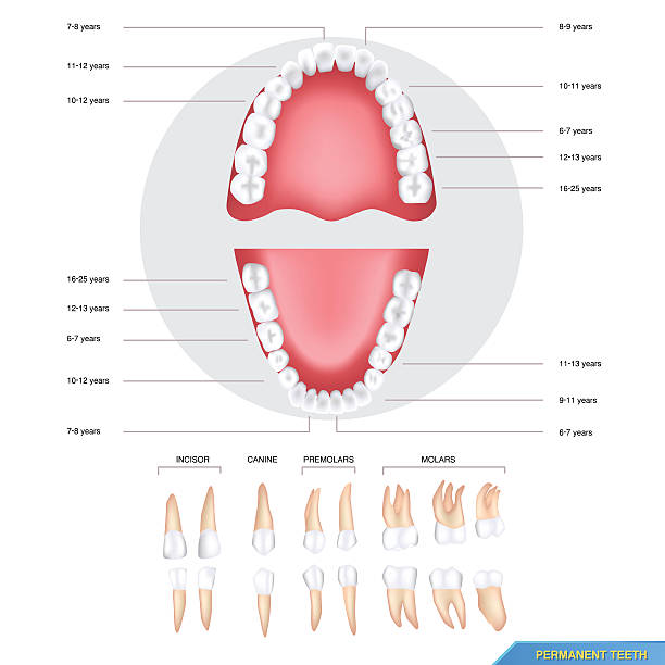 ilustrações de stock, clip art, desenhos animados e ícones de permanent teeth - human teeth dental hygiene anatomy diagram