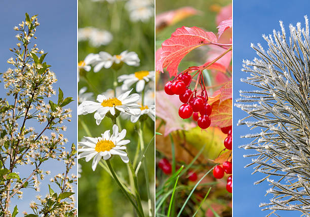 istock Collage of four seasons 618422676