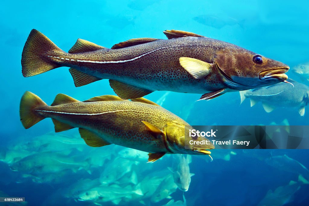 Cod fishes floating in aquarium, Alesund, Norway. Cod Stock Photo