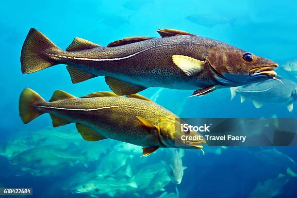 Cod Fishes Floating In Aquarium Alesund Norway Stock Photo - Download Image Now - Cod, Fish, Swimming