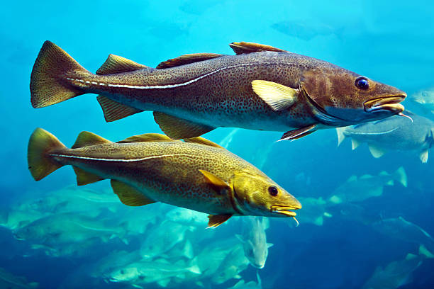 cod fishes floating in aquarium, alesund, norway. - bacalhau imagens e fotografias de stock