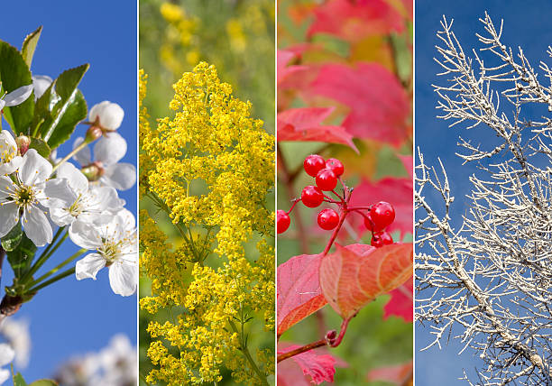 istock Collage of four seasons 618422802
