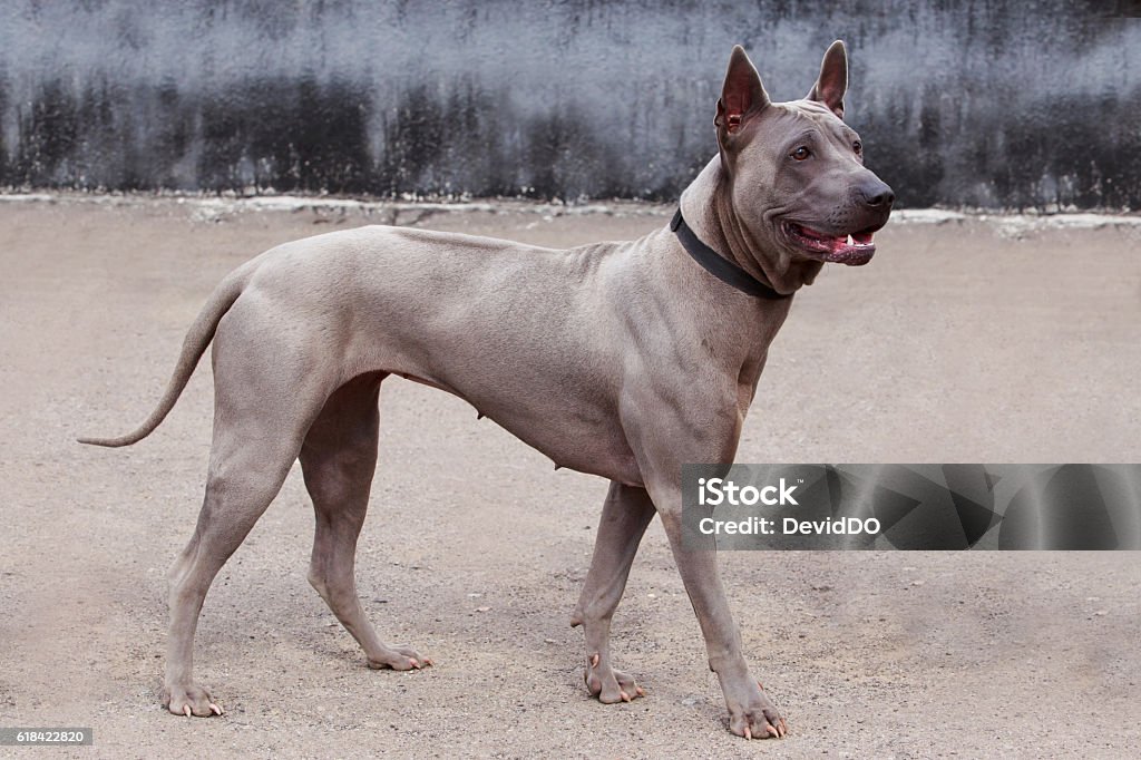 สุนัขพันธุ์ไทยริดจ์แบ็ก ภาพสต็อก - ดาวน์โหลดรูปภาพตอนนี้ - โรดีเชียน  ริดจ์แบ็ก, ประเทศไทย, ไทย - Istock