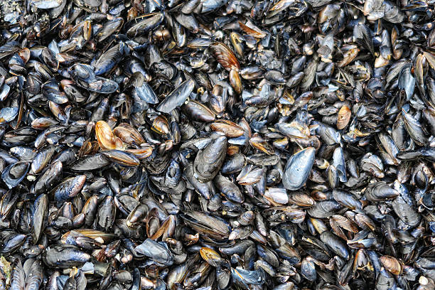 istock shells of Mytilus edulis washed up on a beach 618422854