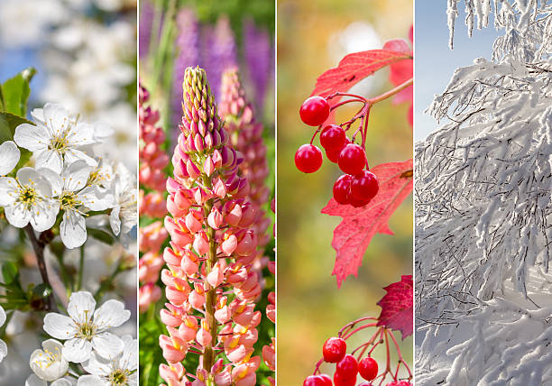 istock Collage of four seasons 618422904