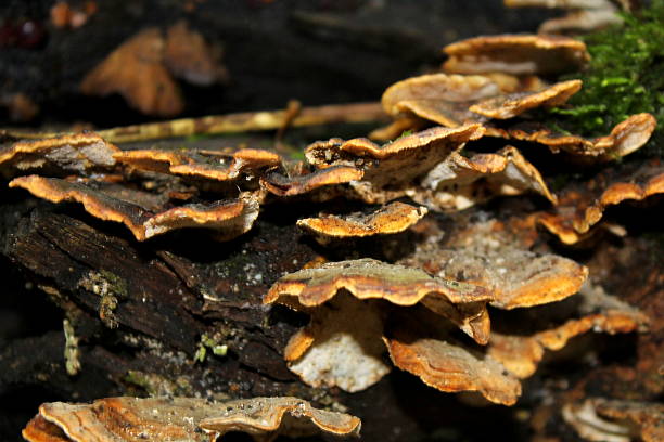 istock Bracket fungus on dead wood - varied focus 618423544