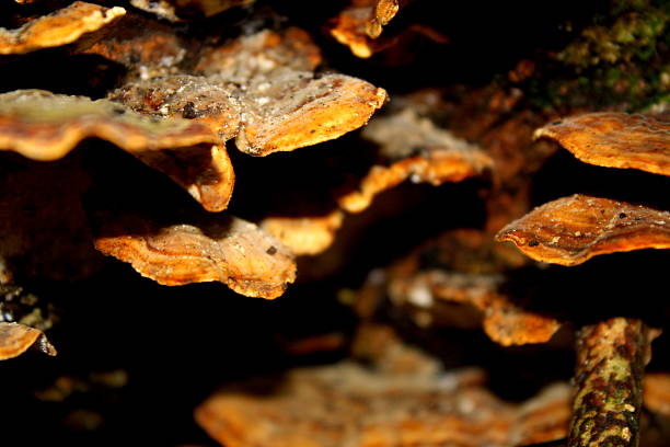 istock Bracket fungus on dead wood - varied focus 618423718