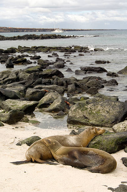 istock Sleeping sea lions, Galapagos Islands 618424382