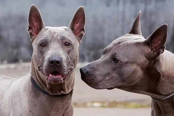 Photo of dog breed Thai Ridgeback