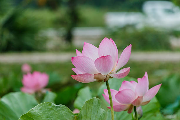 istock Lotus flower and Lotus flower plants 618424986