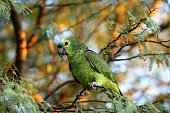 blaue-amaziramazone-papagei.jpg?b=1&s=170x170&k=20&c=z6iBBpS3a0xSmpe-YMTvvOamho9JIhgTS8zyUNwjqnk=